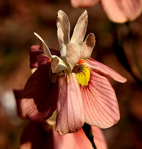 Moraea papilionacea flower