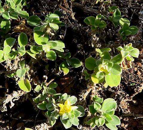 Aizoon glinoides covering some ground