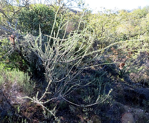 Aspalathus spinosa subsp. spinosa