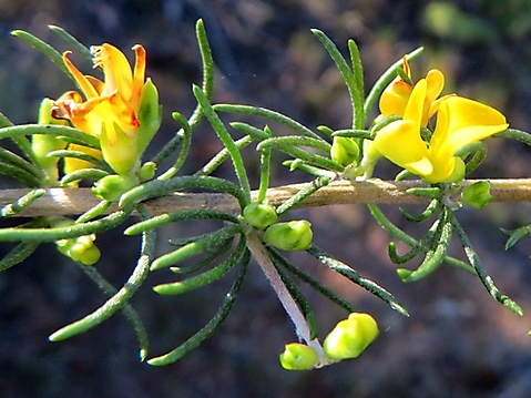 Aspalathus spinosa subsp. spinosa leaves
