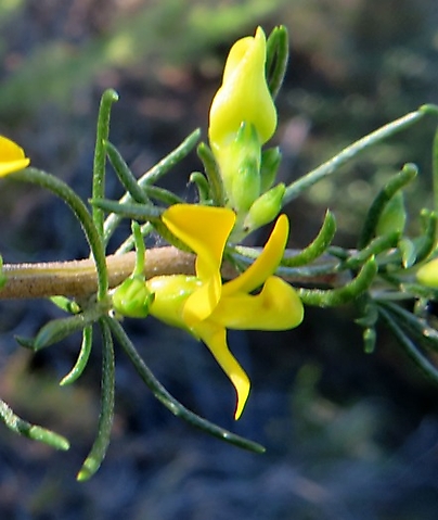 Aspalathus spinosa subsp. spinosa flower and bud