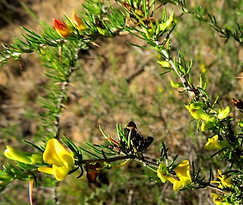 Aspalathus spinosa subsp. spinosa flowering branches