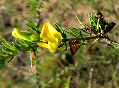 Aspalathus spinosa subsp. spinosa floral stages