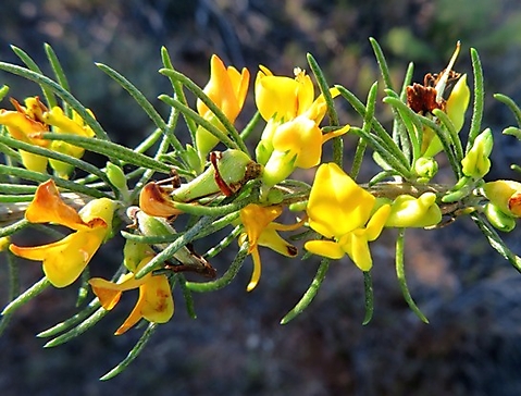Aspalathus spinosa subsp. spinosa flowering stem section