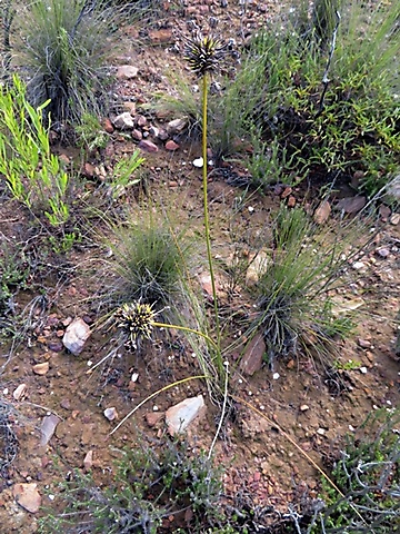 Bobartia orientalis subsp. orientalis