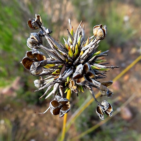 Bobartia orientalis subsp. orientalis after flowering