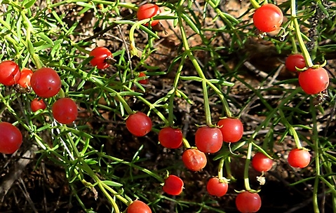 Chironia baccifera red fruit on long pedicels