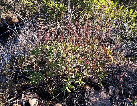 Crassula cultrata spreading shrublet