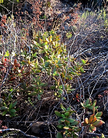 Crassula cultrata after flowering