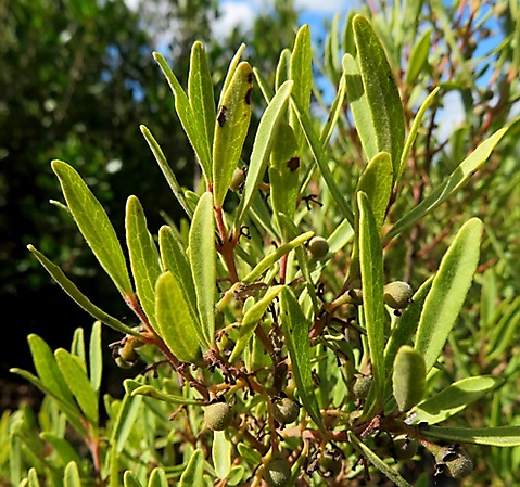 Euclea crispa subsp. crispa leaves