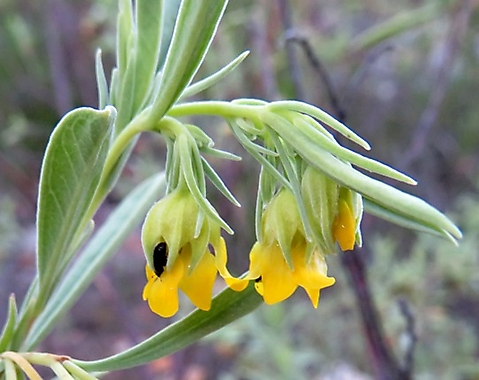 Hermannia lavandulifolia flowers