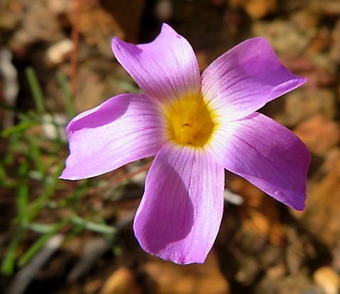 Oxalis ciliaris var. ciliaris flower