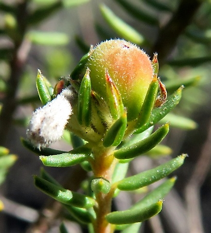 Phylica lachneaeoides unripe fruit capsule