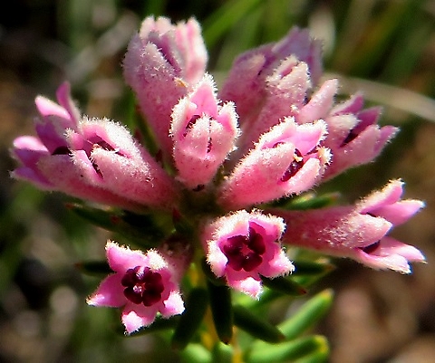 Phylica lachneaeoides inflorescence