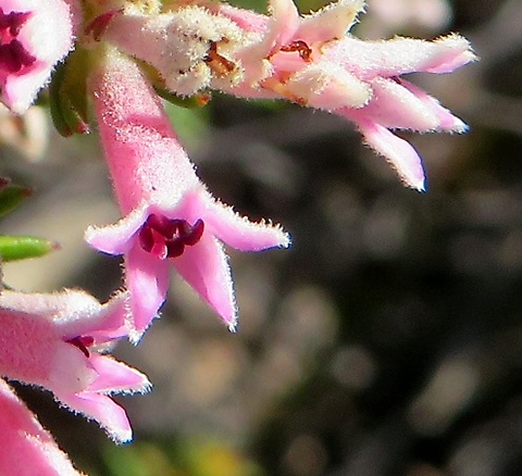 Phylica lachneaeoides half-open flower