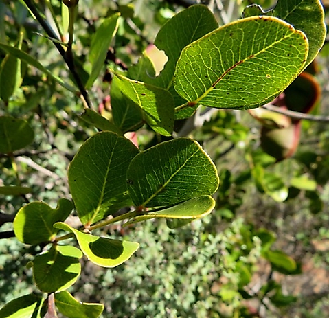 Schotia latifolia leaves