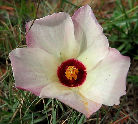 Hibiscus pusillus flower