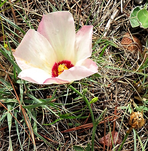 Hibiscus pusillus, bladderweed or Terblansbossie