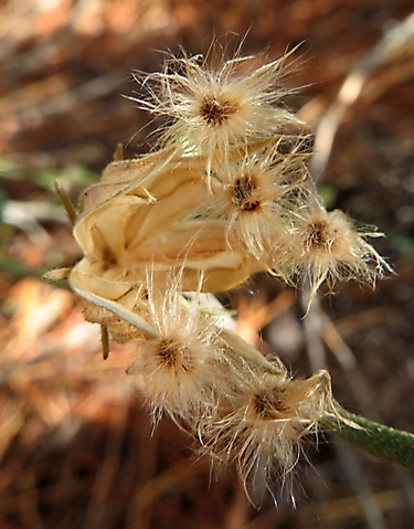 Hibiscus pusillus long-haired seeds