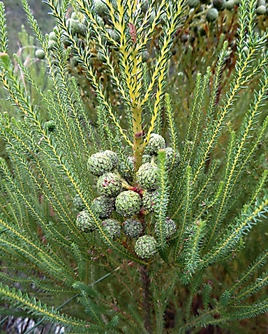 Berzelia commutata older and younger stems