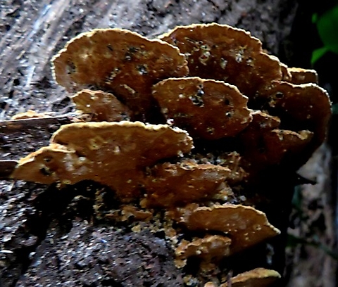 Bracket fungus from below