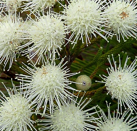 Brunia noduliflora flowerheads