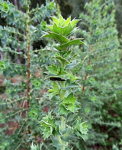 Cliffortia ilicifolia branch tip