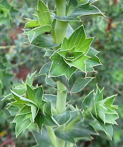 Cliffortia ilicifolia leaves