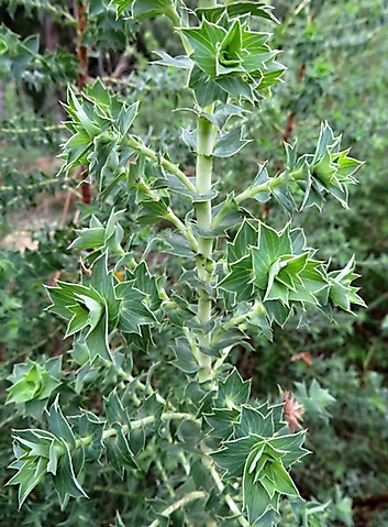 Cliffortia ilicifolia spiny leaves