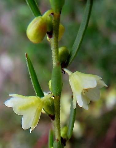 Clutia ericoides campanulate flowers