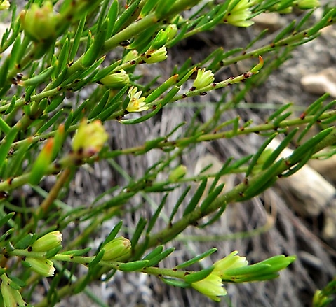 Clutia ericoides leaves and floral beginnings