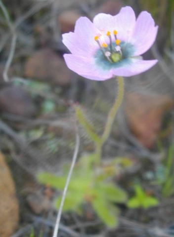 Drosera cistiflora flower