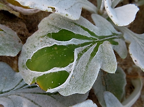 Arctotheca populifolia leaf cover disappearing