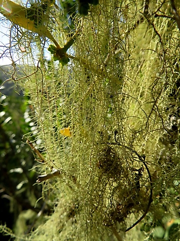 Beard lichen growing dense