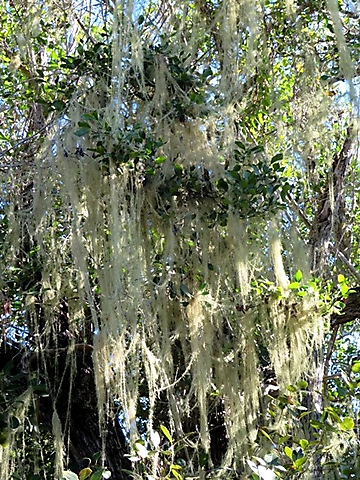 Beard lichen or Usnea