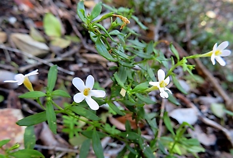 Chaenostoma revolutum white flowers