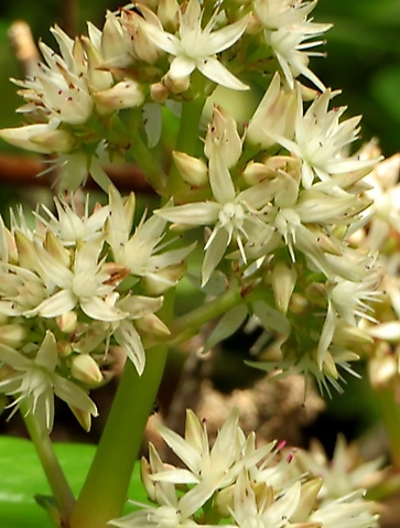 Crassula lactea flowers