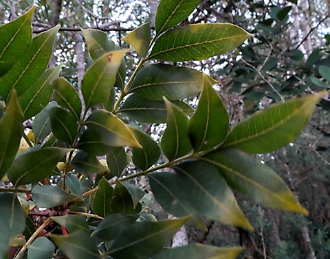 Ekebergia capensis leaves
