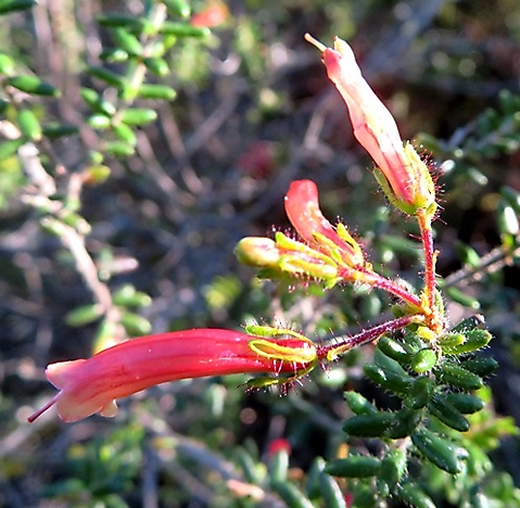 Erica glandulosa subsp. fourcadei