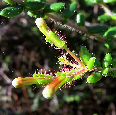 Erica glandulosa subsp. fourcadei buds