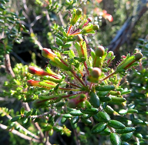 Erica glandulosa subsp. fourcadei vigorous buds