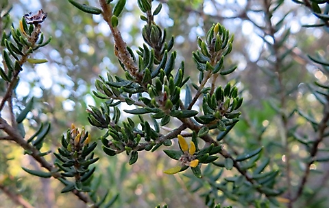 Phylica axillaris leaves