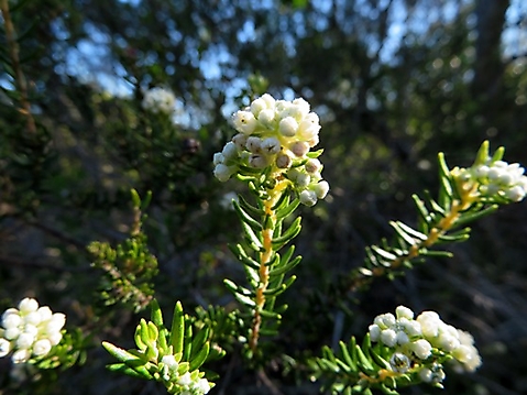 Phylica axillaris stem-tip flowers