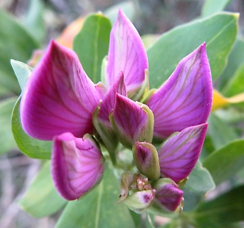 Polygala myrtifolia var. myrtifolia vein-lined buds