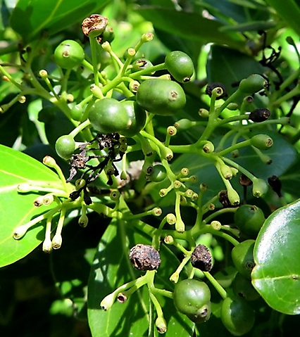 Psydrax obovata subsp. obovata fruit