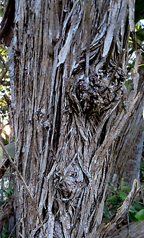 Tarchonanthus littoralis trunk