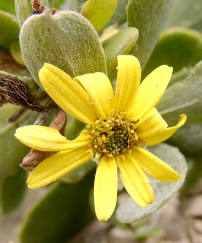 Arctotheca populifolia flowerhead