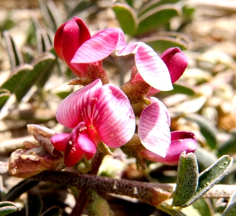 Lessertia argentea flowers