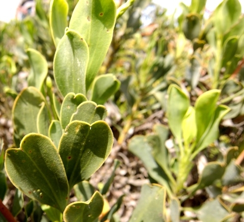 Limonium peregrinum leaves