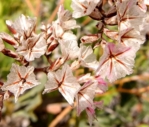 Limonium peregrinum dead flowers